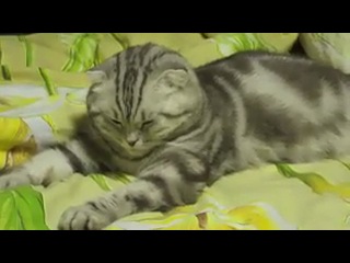 the cat was knocked out) .... id87553396