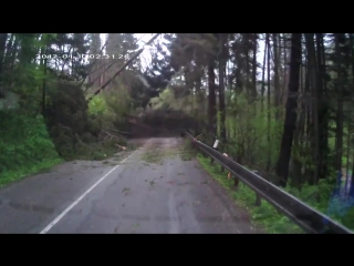 the forest fell on the car