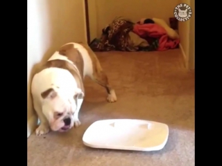 clumsy bulldogs